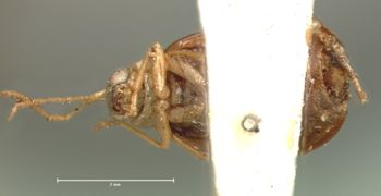 Media type: image; Entomology 18385   Aspect: habitus ventral view
